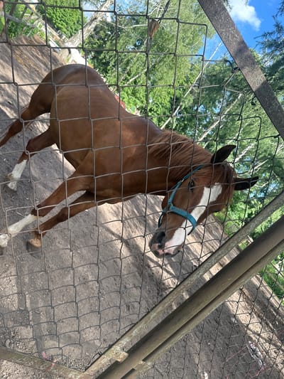 In this media file, a brown horse with a white blaze on its face and white markings on its legs is visible. The horse is wearing a blue halter and is standing in a fenced enclosure. The enclosure appears to be a dirt or sand pen, possibly part of a stable or farm. Behind the fence, trees and a blue sky with some clouds are visible, suggesting an outdoor setting during the daytime. The time of day appears to be afternoon due to the angle of the sunlight casting shadows. The weather seems pleasant and sunny. The horse is looking towards the viewer, with its head tilted slightly. The fence is made of wire mesh and metal posts, with some rust and wear visible on the metal. The overall scene suggests a rural or semi-rural environment. The location context provided is Gorki Leninskiye, Russia, which adds a geographical aspect to the setting. There is no visible text in the image.