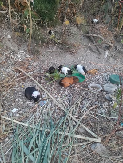 In Cospicua, Malta, a group of guinea pigs are gathered on a rough, pebbly ground surrounded by dry vegetation and debris. The animals, varying in color from black and white to brown, are clustered around green and white food bowls, some appearing to be eating. A black and white guinea pig is positioned in the foreground, facing left and down. In the background, more guinea pigs are visible near the food bowls, and a small white object, possibly a discarded bottle or container, is also present. The environment suggests an outdoor, undeveloped area.