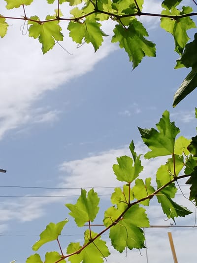 The image is a close-up, low-angle shot of bright green grape leaves against a blue sky with wispy white clouds. The leaves are vibrant and healthy, with serrated edges and visible veins. They are attached to a thin, reddish-brown vine, which extends across the top and right sides of the frame. Some tendrils are visible, curling outwards from the vine. In the background, a light pole is partially visible on the left, and several dark wires run horizontally across the middle of the image, suggesting an outdoor, possibly semi-urban setting. The light suggests it is daytime, likely sunny due to the brightness of the leaves and sky. The overall mood is natural and serene, with a focus on the delicate beauty of the plant and the vastness of the sky. The location is identified as Karshi City, Uzbekistan. There is no visible text in the image.