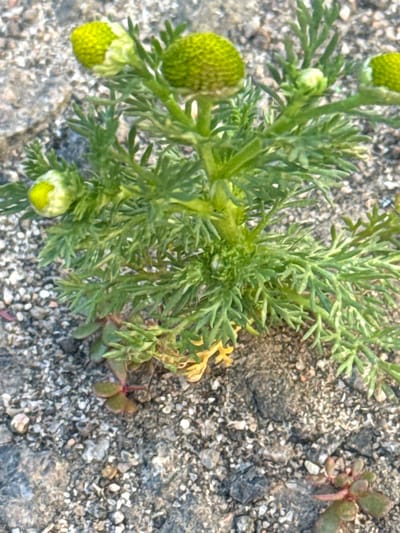 A close-up, slightly elevated shot captures a small, green flowering plant growing on a gravelly, rocky surface. The plant has delicate, feathery green leaves and several small, undeveloped flower buds that are greenish-yellow. One bud at the top is more prominent and appears to be the most mature. The ground is composed of small, varied-colored pebbles and stones, with some larger, darker rocks interspersed. The lighting suggests it is daytime, possibly late afternoon due to the soft shadows. The overall scene is naturalistic and appears to be an outdoor setting in Hraniv, Ukraine.