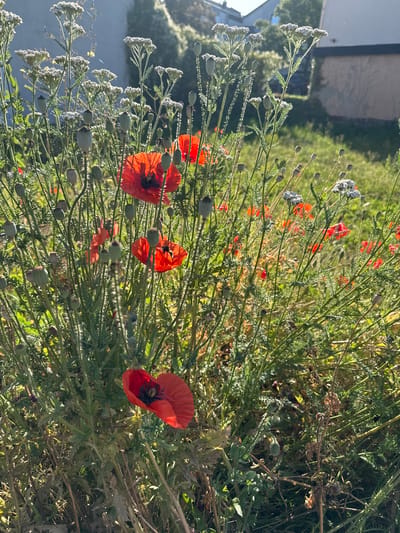 The image depicts a close-up view of a garden bed filled with various plants, including red poppies and white yarrow. The poppies are vibrant and in bloom, with delicate red petals and dark centers. Some poppy seed pods are also visible, suggesting a stage of the plant's life cycle. The white yarrow flowers are small and clustered in flat-topped umbels, adding a contrasting texture and color to the scene. The plants are densely packed, creating a lush and somewhat wild appearance.

The background shows a residential building with a light-colored facade and windows, partially obscured by trees and foliage. Sunlight is filtering through the leaves, creating dappled light and shadows across the garden. The overall impression is one of a sunny day in a garden setting.

The location is identified as Sankt Wendel, Germany. The scene appears to be a private garden or a public green space within the city. There are no people or animals visible in the image. The focus is entirely on the botanical elements and the interplay of light and shadow.