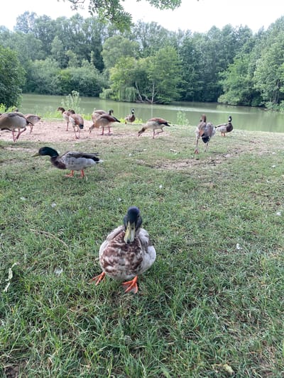 A flock of ducks is gathered on the grassy bank of a body of water. The ducks are of various breeds, with some appearing to be mallards and others Egyptian geese. The water is calm and reflects the lush green trees that line the opposite bank. The sky is overcast, casting a soft light on the scene. The image is taken at eye level, giving the viewer a sense of being present in the moment. The location is the park at the Alzey lake in Alzey, Germany.