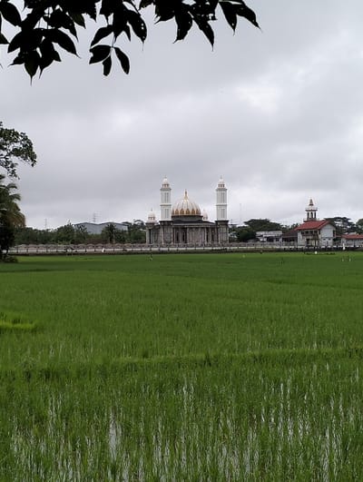 A vertical shot captures a landscape featuring a prominent mosque, a vast rice field, and a cloudy sky, framed at the top by dark foliage.

In the immediate foreground, dark, silhouetted leaves from a tree hang down, partially obscuring the top edge of the frame. Below these leaves, the upper portion of the sky is visible.

The midground is dominated by a vibrant green rice field, stretching horizontally across the lower two-thirds of the image. The field appears to be recently planted or young, with individual rice stalks visible, partially submerged in water, reflecting the light. There are subtle variations in the density and height of the rice plants, suggesting different stages or sections of the field. A narrow, dark strip or path runs through the field in the upper part of this section. Scattered white specks, possibly birds like egrets, are visible in the distance within the rice field, particularly near the fence.

Beyond the rice field, a white concrete fence or wall with regularly spaced pillars extends horizontally. Behind this fence, the main subject, a grand mosque, stands prominently. The mosque features a large, golden-domed central structure, flanked by two tall, slender minarets, each capped with a smaller golden dome. The mosque's main building is light-colored, possibly white or cream, with architectural details that include columns and arches. Scaffolding is visible on the sides of the mosque, suggesting ongoing construction or renovation.

To the right of the mosque, a separate, multi-story building with a reddish roof and a smaller, white and golden-domed tower on top is visible. This building appears to be part of a larger complex or settlement.

The background shows a distant line of trees and more buildings, blending into the hazy, cloudy sky. Some industrial structures, possibly power lines or factories, can be faintly discerned in the far distance on the left side, beyond the trees.

The sky above is completely overcast, a uniform light gray, indicating a cloudy day. The overall lighting is soft and diffused. There is no visible text in the image.