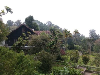 A two-story, dark-wood house with a red tile roof is nestled amidst lush greenery. The house has several windows visible, and a chimney rises from the roof. Surrounding the building are various trees and shrubs, creating a secluded and overgrown feel. In the foreground, there are garden beds and a walkway, suggesting a cultivated area within the natural setting. The sky is overcast.