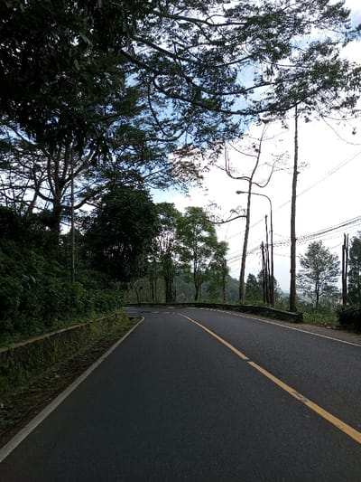 The image displays an empty, two-lane asphalt road curving to the right through a natural environment in Boommlog, Bhutan. A solid yellow line marks the center of the road, with a white edge line visible on the left. To the left of the road, a low concrete curb, partially covered with moss and sparse vegetation, borders a steep embankment densely covered in dark green foliage and several large trees. The upper left quadrant is dominated by the canopy and branches of a mature tree. To the right of the road, a dark metal guardrail follows the curve. Beyond the guardrail, several tall, slender trees, some appearing bare or with minimal foliage, stand alongside multiple utility poles that support overhead wires. One utility pole features a streetlamp with a distinctively curved arm. The background exhibits a hazy, distant landscape of lighter green trees and hills, suggesting a valley or mountainous terrain. The sky is visible above, featuring light blue patches and scattered white clouds. No individuals, vehicles, or animals are present, and no actions or interactions are depicted within the scene.