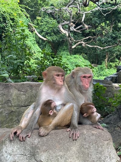 In Nanwan Village, China, two adult rhesus macaques, likely a mother and father, sit on a large rock with two infants nestled between them. The larger adult on the left, presumably the mother, has her arm around one infant. The other infant is perched on the chest of the adult on the right. Lush green foliage and trees surround the rock, indicating an outdoor, natural habitat. The macaques have light brown fur and distinctive pink faces. The scene captures a moment of family interaction within their environment.