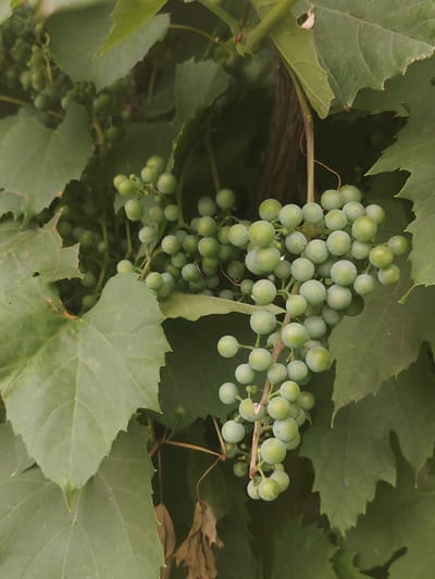 The image shows a close-up of a cluster of unripe green grapes hanging from a vine. The grapes are small and round, and they are surrounded by large, green grape leaves. The background is blurred and dark, with some of the leaves and other parts of the vine visible. The lighting is natural and somewhat diffused, suggesting it is daytime. There are no people or animals present in the image. The scene appears to be an outdoor environment, likely a vineyard or a garden with grapevines. The location in the city of Степное, Russia, suggests this is a rural or semi-rural setting.