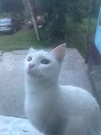 A white cat with heterochromia, one blue eye and one green eye, peeks through a window. The cat is looking directly at the camera with a curious expression. Its fur is fluffy and white, with hints of pink on its nose and ears. The background is blurry, but appears to be an outdoor scene with greenery and trees. In the distance, a car and a small structure are visible. The lighting suggests it is daytime, possibly late afternoon given the soft light. The overall mood is peaceful and slightly mysterious due to the cat's intense gaze. There is no visible text in the image.