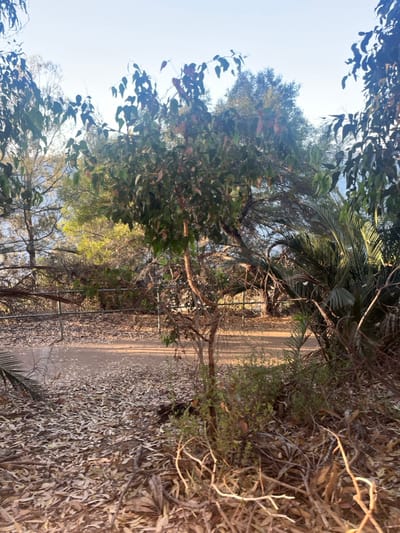 This image captures an outdoor natural environment, likely a bushland or park area, located in Applecross, Australia, under a clear, light blue sky. The foreground ground cover consists of a dense layer of dry, fallen eucalyptus leaves and small branches, interspersed with sparse green and brown low-lying vegetation. A prominent, multi-stemmed tree with green and partially desiccated reddish-brown leaves stands centrally, extending towards the upper frame. To the right of this tree, dense, dark green, palm-like foliage is visible. A dirt path, approximately 1.5 meters wide, traverses the midground horizontally, bordered by a silver-grey metal rail fence. Beyond the path and fence, a dense collection of various native Australian trees with predominantly green foliage fills the background. Natural sunlight illuminates the scene, casting subtle shadows across the path. No individuals, animals, or man-made structures beyond the fence are present.