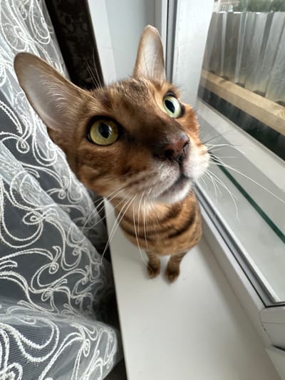 A Bengal cat is positioned on a windowsill in what appears to be a residential setting, possibly in the city of Gornyi Erik, Russia. The cat is looking directly at the camera with its green eyes wide open, and its head is angled upwards. Its fur is a mix of brown and black stripes, characteristic of the breed. To the left of the cat, sheer white curtains with an intricate swirling pattern are visible, partially obscuring a dark background. To the right, a windowpane is present, with a blurred outdoor scene beyond, featuring what looks like a wooden fence and some greenery. The windowsill itself is white and appears clean. The lighting suggests it is daytime.
