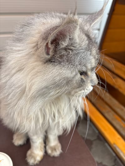 A medium close-up shot, taken from a side angle, captures a fluffy, grey and white cat with green eyes looking to the right. The cat's fur is long and appears somewhat unkempt. Its prominent white whiskers fan out from its face. The cat is seated, with its front paws visible. The background features wooden slats, possibly part of a bench or furniture, painted in a bright orange color. The environment appears to be outdoors, with a hint of pavement visible beneath the cat. The lighting suggests it is daytime. The overall scene does not indicate any specific location within Русский Турек, Russia, beyond being an outdoor setting.