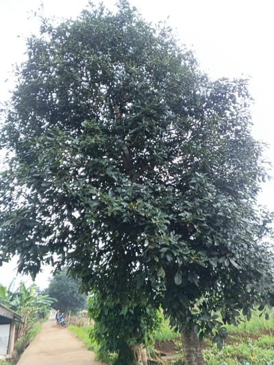 A large, dense tree with dark green, broad leaves dominates the foreground and central portion of the image, extending from the bottom to the top of the frame. Its thick foliage obscures much of its trunk, though some parts are visible towards the bottom right and center, covered in rough bark. The sky above is uniformly bright white, suggesting an overcast day.
Behind the prominent tree, a light brown dirt path or road stretches into the distance, curving slightly to the right. On the left side of the path, a simple structure with a light-colored wall and a dark roof is partially visible, nestled among lush green banana trees and other vegetation. On the right side of the path, cultivated green plants or crops are visible in rows.
Further down the path, in the mid-ground, a person can be seen riding a light-colored motorbike or scooter away from the viewer. They appear to be wearing a light-colored top, engaged in everyday travel along the rural route. Another smaller tree with dense foliage is visible in the background along the path.
The scene conveys a calm, everyday rural setting under an overcast sky, characteristic of tropical regions like Nipa, Papua New Guinea. The weather appears to be mild, and the time of day is daytime, likely mid-morning to late afternoon due to the diffused light. No visible text is present in the image.