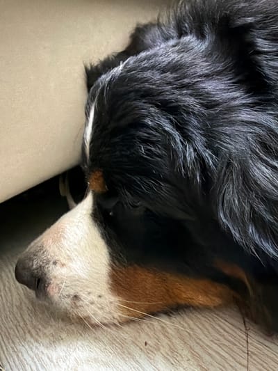 This is a close-up, overhead shot of a Bernese Mountain Dog sleeping. The dog's black fur with white and tan markings is prominent in the image. The dog is curled up, with its head resting on a soft, light-colored surface, possibly a couch or bed. The lighting suggests it is daytime, likely indoors. The dog appears peaceful and relaxed. The scene is intimate and focuses on the comfort and sleep of the animal. No text is visible in the image.