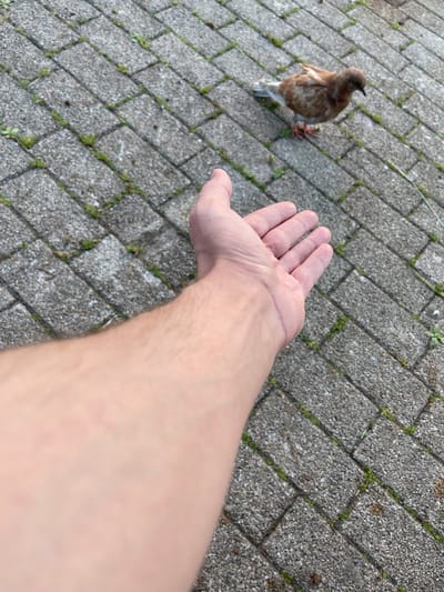 An extended arm and hand are held out towards a small brown and white pigeon standing on a gray brick pathway in Захарьино, Russia. The pigeon is facing away from the viewer and appears to be pecking at something on the ground. Green moss and small weeds are growing in the cracks between the bricks. The background is out of focus, but the paving stones are clearly visible.