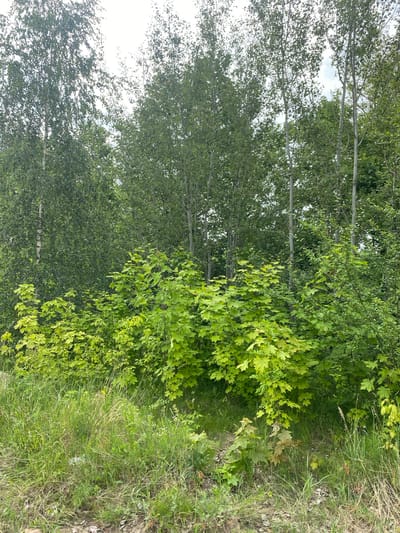 This media file depicts a natural scene with a focus on vegetation. The primary subjects are trees and grass. On the left side of the image, a row of slender trees with light-colored bark is visible. Their branches are laden with small, green leaves. To the right of these trees, a denser growth of leafy bushes and trees with broader, lobed leaves is apparent, with some of these leaves exhibiting a yellowish-green hue. The foreground is characterized by a patch of tall, green grass, interspersed with some dry, brown foliage and a few scattered leaves on the ground. The overall impression is that of an outdoor, natural environment.
The image appears to have been captured during daylight hours, as evidenced by the bright illumination and the presence of shadows. The weather seems to be fair, with the sky visible in the background through the tree canopy, appearing overcast or hazy. There are no visible people or man-made objects, and no text is present in the image. The location context suggests a rural area in Belarus. The scene evokes a sense of natural tranquility and growth.
