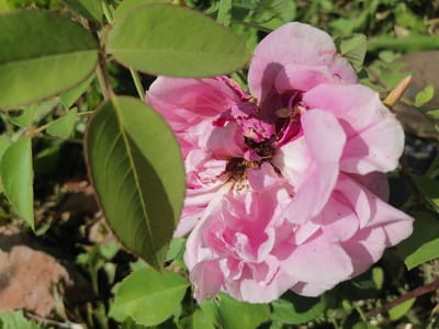 The image shows a close-up of a pink rose in bloom, with its petals unfurling. The rose is partially obscured by green leaves in the foreground. The background is a blur of green foliage and hints of brown, suggesting an outdoor setting in a garden or natural environment. The lighting suggests it is daytime, with shadows indicating the sun is present. The rose appears to be in various stages of bloom and decay, with some petals crisping and browning at the edges, and the center of the flower showing dried, darker parts. The overall impression is one of a natural, perhaps slightly untended, garden. The location context of Lobkovo, Russia, is noted, but there are no specific visual cues within the image to confirm this location. No people or text are visible.