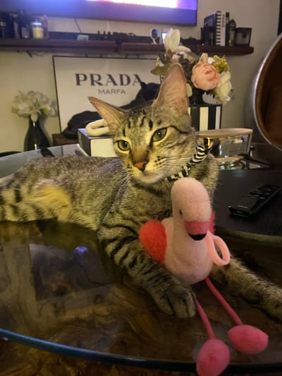 A tabby cat with green eyes is lying on a glass-top table. The cat is wearing a black and white striped collar and has a pink plush flamingo toy on its chest, with its front paws resting on the toy. The cat is looking directly at the camera with a curious expression. In the background, a framed print that reads "PRADA MARFA" is visible. There are also some floral arrangements and a television screen. The lighting suggests it is indoors, possibly in the evening.