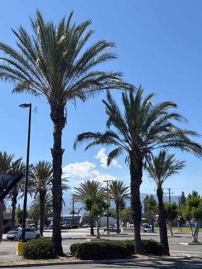 The image depicts a street view in Fontana, California, United States of America. The scene is dominated by several tall palm trees, characteristic of the region, with their fronds reaching towards a clear blue sky. In the foreground, a white sedan is parked in a paved parking lot, bordered by green shrubbery. A yellow bollard is visible near the car.

Further into the background, a street light stands tall, illuminating the area. Various buildings and storefronts line the street, suggesting a commercial or mixed-use area. One building has signage that reads "Pro PowerSports." Other vehicles are visible in the parking lot and on the street, indicating normal activity. Electrical wires and poles are present, typical of urban infrastructure. In the distance, hazy mountains can be seen, contributing to the geographical context of the scene. The overall impression is a bright, sunny day in a suburban or urban environment.