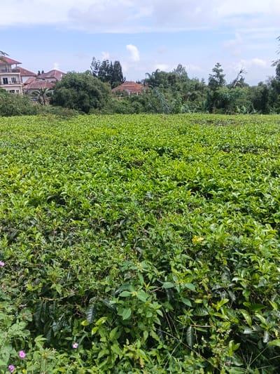 A vibrant, verdant tea plantation fills the foreground, its tightly packed bushes stretching across the frame. Beyond the field, glimpses of houses with terracotta roofs are visible amidst lush greenery and tall trees. The sky is partly cloudy, with patches of blue breaking through. The image captures a harmonious blend of agricultural landscape and residential setting under a bright, airy sky.