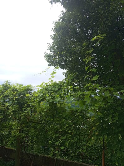 The image depicts a lush, green landscape with abundant foliage, likely from a vineyard or garden, under an overcast sky. The foreground features a weathered concrete wall, partially obscured by vines and vegetation. A thin wire, possibly part of a fence or trellis, runs horizontally across the image, adorned with several clothespins. To the left, a thick vine with broad, green leaves climbs upwards. To the right, the dense canopy of a large tree dominates the frame, its leaves a deep green, with some lighter green vines intertwined. In the background, a distant, hazy view of rolling hills or mountains is visible, suggesting a rural or semi-rural setting. The overall impression is one of natural abundance and verdant growth. The image does not contain any people or animals.