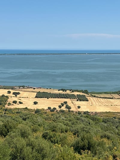 The image depicts a coastal landscape in Cagnano Varano, Italy, on a clear, sunny day. The foreground is dominated by a dense expanse of green trees, likely olive groves given the region. Beyond this lush greenery, a series of cultivated fields, primarily golden brown from harvested crops, stretch towards a cluster of buildings that appear to be farmhouses or residences. These fields are interspersed with rows of darker green trees, possibly more olive trees or vineyards. A body of calm, blue-green water, likely the Adriatic Sea or a lagoon, occupies the midground, bordered by a narrow strip of land covered in vegetation. The horizon is marked by a thin line of land and a clear, pale blue sky. The scene is tranquil and rural, showcasing agricultural land meeting the coastline under a bright sky.