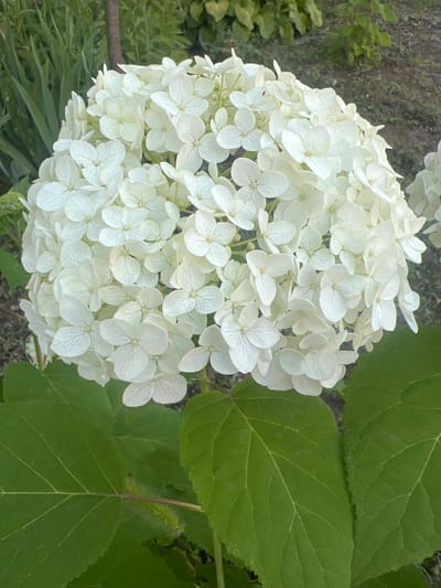 A close-up, slightly overhead view of a cluster of white hydrangea flowers is captured. The flowers are tightly packed together, forming a large, spherical bloom with many individual petals. The petals are delicate and have visible veins. To the right of the flowers, large, green hydrangea leaves with prominent veins are visible. The background is softly blurred, showing hints of other greenery and a dark, textured surface, possibly soil or mulch. The lighting suggests it is daytime, with natural light illuminating the scene. There is no text visible in the image. The overall impression is one of natural beauty and the soft textures of a garden setting.