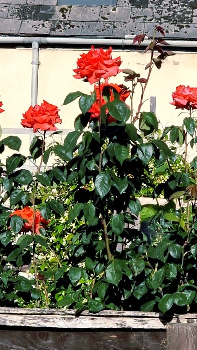 A medium-angle shot shows a rose bush with red blooms cascading down a pale-yellow wall with a gray-brick walkway visible to the left. The rose bush is heavy with glossy green leaves, interspersed with small white flowering vines. The wall has a white pipe running horizontally across it. The composition is framed on the right by weathered wood, possibly a fence or structure edge. The image is oriented in a way that gives the impression it's shot from a raised perspective, like a balcony or second story. The scene is illuminated by natural light, suggesting an outdoor setting. Specific location details beyond urban or residential settings are absent. The image does not include people or interactions.