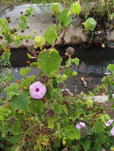 This is a close-up, eye-level, vertical photograph of a flowering plant with a pink flower and seed pods, likely located near a drainage ditch or stream in the city of Kutabaro, Indonesia. The plant has green, heart-shaped leaves and several ribbed, green seed pods that are unopened. There is one open pink flower with a deep purple center. Several dried, brown seed pods are also visible, some of which have a star-like appearance when viewed from the top. The background consists of a dark, shallow body of water, possibly a ditch, with some debris visible in it, and a concrete embankment. Green vegetation and some litter are present along the embankment. The lighting suggests it is daytime, with a slight overcast. An insect, possibly a shield bug, is visible on one of the leaves in the upper right quadrant of the image.