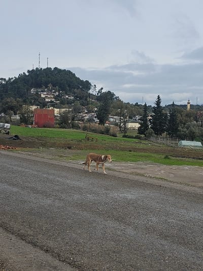 The image depicts a rural or semi-urban scene in Moqrisset, Morocco, under an overcast sky. In the foreground, a light brown dog with a white chest and neck patch walks from left to right on a dark gray asphalt road. To the dog's right and behind it, a patch of disturbed earth and sparse green vegetation transitions into a field of green grass and dirt. In the midground, a two-story red brick building with no visible windows or roof stands prominently among trees and scattered residential structures. Further right, a white-framed greenhouse is visible in a field. In the far midground and background, a large, densely forested hill rises, dotted with numerous residential buildings on its slopes. The hill's summit features multiple communication towers or antennas. To the far right, a light-colored minaret with a green top, indicative of a mosque, is visible above the tree line. Power lines are visible in various parts of the background. The sky is largely covered with gray clouds.