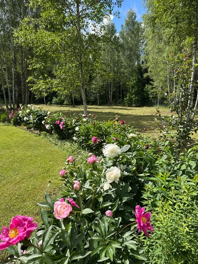 This is a photograph of a garden with a row of blooming peonies and a grassy lawn, situated in the Валожынскі сельскі Савет, Belarus. The peonies are in various stages of bloom, with some fully open and others in bud. They are a mix of pink and white varieties. Behind the flower bed, there is a lush green lawn, and beyond that, a dense line of birch trees with white bark and green foliage. The sky above is blue with scattered white clouds. The overall scene depicts a tranquil, sunlit day in a rural or suburban garden setting. There are no people or animals visible in the frame.