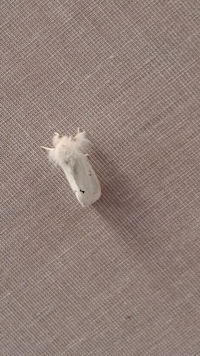 A fluffy, white moth with black spots on its wings rests on a textured, beige surface. The moth's body is plump and covered in fine hairs, giving it a soft appearance. Its wings are spread, revealing a pattern of small, dark markings. The surface it's on has a woven texture, with diagonal lines creating a subtle grid pattern. The lighting suggests it might be daytime, with a soft shadow cast by the moth onto the surface, indicating a light source from the upper right. The background is uniform, focusing all attention on the moth. The scene appears to be indoors, given the consistent texture and lighting. There is no visible text in the image. The location context of Marchevo, Bulgaria, does not provide specific visual cues within the image itself, but suggests a natural or domestic setting within that region.
