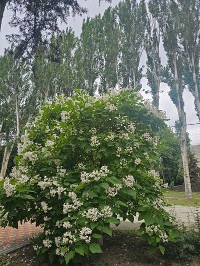 A blooming Catalpa tree stands in the foreground, its branches laden with clusters of white flowers and large green leaves. Behind it, a row of tall, slender trees with pale bark and green foliage stretches upwards, their canopy creating a textured background against a cloudy sky. To the left, a pathway paved with reddish-brown and beige tiles is partially visible, with some fallen white petals scattered on its surface. The ground around the Catalpa tree is dark earth, with some sparse green vegetation at its base. The overall setting appears to be an urban or park-like area in Skadovsk, Ukraine, characterized by its distinct trees and pathways. There are no people or animals present in the image.
