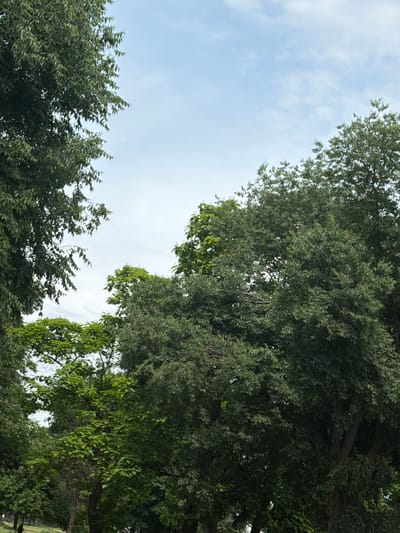 The image shows a view of trees and sky in Dolna Mitropolia, Bulgaria. The sky is partially cloudy. A variety of trees are visible, with different types of foliage and branch structures. The trees appear to be in a park or wooded area.