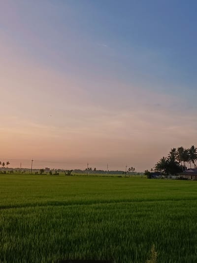 A wide shot captures a vast, green rice paddy field stretching towards a distant horizon under a gradient sky of soft peach and light blue. In the mid-ground, a row of mature coconut trees dots the landscape, interspersed with utility poles and a low-lying building with a dark roof. A smaller structure, possibly a hut or gazebo, is nestled amongst the trees. The sky is clear, with a faint contrail visible in the upper right corner, and a tiny black speck, potentially a bird, is present in the upper left quadrant of the sky. The foreground is dominated by the dense, vibrant green stalks of the rice plants, their uniformity creating a textured carpet across the lower half of the image. The lighting suggests either early morning or late afternoon, with the sun casting a soft glow over the scene. There are no people visible in the image. The location is identified as Dayah Tanoh, Indonesia.