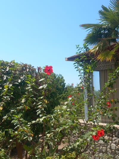 A medium shot captures a bright, sunny day in Kos, Greece, with a clear blue sky overhead. In the foreground, lush green foliage and branches of a hibiscus bush are prominent, with several vibrant red hibiscus flowers in bloom. Some of the leaves appear yellowed, indicating maturity or the effects of the sun. To the right, a section of a building is visible, featuring a portion of a roof overhang and a large window reflecting the surroundings. A palm frond from a nearby palm tree drapes over the roof. Behind the hibiscus bush, other greenery and trees can be seen, including some darker green coniferous trees in the background. A low stone wall runs horizontally across the middle ground, partially obscured by the plants. The overall scene suggests an outdoor setting, possibly a garden or a courtyard, associated with a residential or hospitality property in a warm climate.