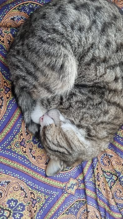 A domestic tabby cat is observed sleeping, curled tightly into a spherical shape on a patterned textile surface. The cat's fur displays a grey, brown, and black striped pattern, consistent with a tabby breed. Its head is tucked, with the top of its light pink nose and a small portion of its face visible. The cat's left ear is partially visible at the bottom right of its body. The textile beneath the cat features a vibrant purple background adorned with an intricate paisley design in shades of orange, yellow, green, and black. The scene is static, depicting a resting animal, likely indoors in Yangi-Khayat, Uzbekistan. No other subjects or actions are present.