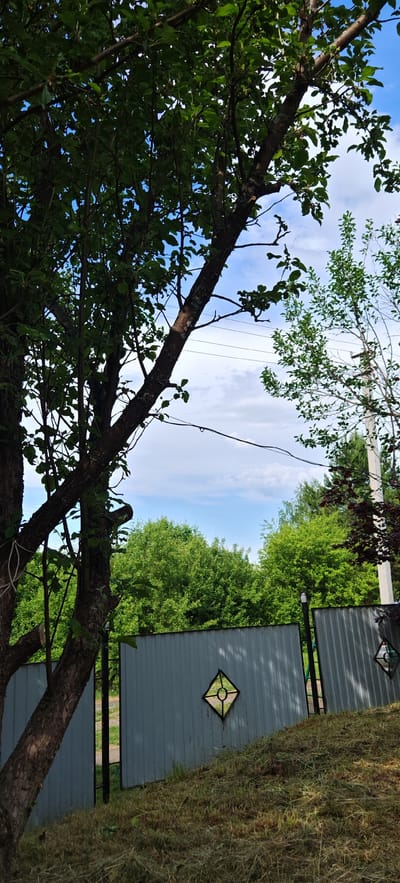 The image depicts an outdoor scene with a prominent tree in the foreground, its branches reaching towards a partly cloudy blue sky. Behind the tree, a light grey metal fence runs horizontally across the frame, with a diamond-shaped cutout on one section. Beyond the fence, lush green trees form a dense backdrop. The ground in the lower part of the image is covered with dry grass clippings. A utility pole with wires is visible on the right side of the frame, peeking through the foliage. The overall impression is one of a rural or semi-rural residential area. The location of Altayskoye, Russia, suggests a setting in a region with significant natural greenery and possibly a slightly rustic aesthetic.