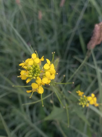The image shows a close-up of a cluster of small yellow flowers with green buds, likely a plant from the mustard family, set against a blurred background of green foliage. The flowers have four petals each and delicate stamens. A few of these flowers are in bloom, while many more are still in their bud stage, forming a tight cluster. The overall lighting suggests it could be daytime, with soft, natural light. The setting appears to be an outdoor natural environment, possibly a field or garden, given the presence of grass and other plants. The focus is on the intricate details of the flowers and buds, highlighting their delicate structure and vibrant yellow color. There is no visible text in the image.