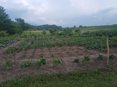 The image depicts an agricultural field in Trypillia, Ukraine. The field is divided into rows of crops, with some areas showing young plants and others featuring more mature, leafy vegetation. Several wooden stakes are visible, likely used to support the plants. The soil appears dark and loamy, and patches of grass are present at the edges of the cultivated areas. In the background, a treeline separates the field from rolling hills, and power lines are faintly visible on the horizon. The sky is overcast with thick, grey clouds. There are no people or animals present in the scene. The overall impression is one of a rural, agricultural landscape.
