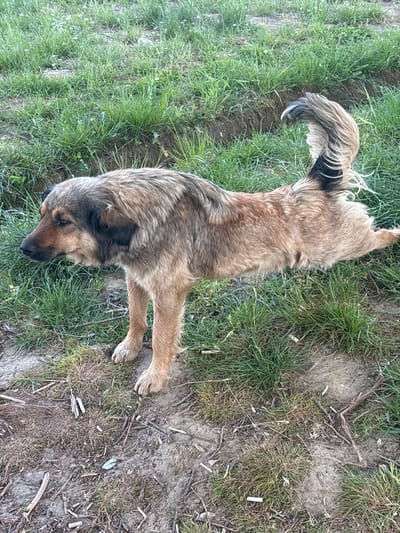 A medium-sized brown and black dog lies on a patch of grass interspersed with dirt and small twigs. The dog's head is oriented towards the bottom of the image, with its body stretched out along the diagonal. The location appears to be a natural area within Sopot Urban Municipality, Serbia, as indicated by the vegetation and soil. There are no people visible in the image.