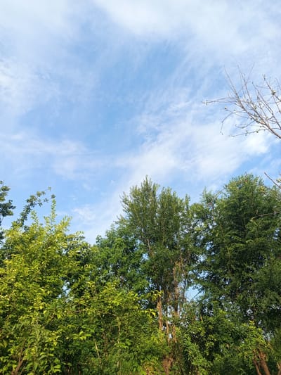 A low-angle outdoor photograph captures a clear blue sky with wispy white clouds above a dense canopy of green trees. The trees are lush and full, with varying shades of green leaves indicating different species. In the upper right portion of the frame, a bare, spindly tree branch with small buds reaches towards the sky. The scene appears to be a natural setting, likely a park or wooded area within or on the outskirts of Poltavka, Kyrgyzstan, with no people or man-made structures visible.