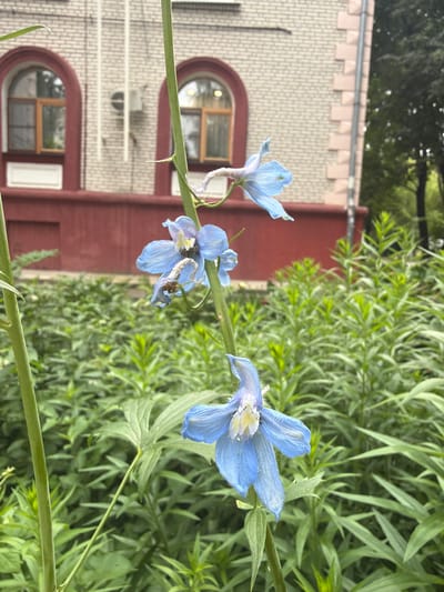 The image displays a close-up view of blue delphinium flowers in bloom, set against a blurred background of a building and greenery. The building, likely a residential or institutional structure, features a light-colored brick facade with arched windows framed by dark red trim. A visible air conditioning unit is mounted on the wall. The lower portion of the building is painted a dark red. Lush green foliage surrounds the flowers and extends into the background. The scene appears to be an outdoor setting within the city of Vidnoye, Russia. There are no people visible in the image.