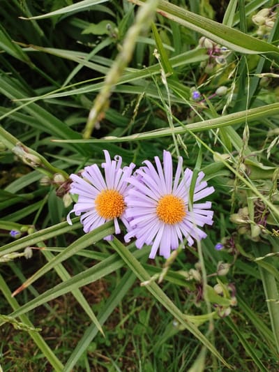 Two light purple aster flowers with bright orange centers are the main subjects in this close-up, vertical, outdoor shot. They are nestled amongst a dense bed of green grass and foliage. The flowers are in focus, with their delicate, elongated petals fanned out. In the background and scattered amongst the grass are smaller, bud-like plant structures and a few tiny, dark purple flowers. The grass appears slightly wet, suggesting recent rain or dew. The lighting is soft and diffused, indicating it might be an overcast day or early morning/late afternoon. The overall scene evokes a sense of natural beauty and tranquility found in a garden or meadow. There is no visible text in the image.