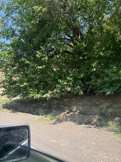 The image shows a large, leafy tree casting shadows on a dirt embankment next to a gravel road. A car's side mirror is visible in the lower left corner, reflecting the tree and sky. The environment appears to be rural, possibly in Getap, Armenia, given the dry, arid landscape suggested by the dirt and sparse vegetation. No people or animals are visible.