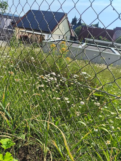 The image, taken from a low angle, shows a chain-link fence in the foreground, obscuring a field of green grass dotted with numerous small white daisies and some yellow wildflowers. Beyond the fence, several residential buildings with pitched roofs are visible. One house, prominently featured, has a dark grey roof and a light yellow facade. Another building has a reddish-brown roof. The sky is clear and blue. The scene appears to be in a suburban or semi-rural area, likely a residential neighborhood in Pegnitz, Germany, given the architectural style of the houses. The overall impression is one of a sunny day in a residential area, with nature encroaching on the man-made structures.