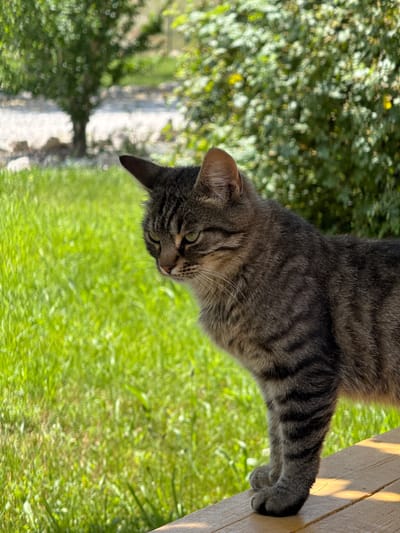 A tabby cat stands on a wooden porch, looking to the left. The cat's fur is a mix of gray, brown, and black stripes. Its ears are pointed, and its eyes are green. The background is a blur of green grass and trees, suggesting an outdoor setting. The image does not contain any information or context that would allow for its localization to the city of Sudak, Ukraine.