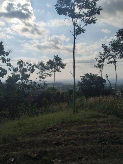 The image depicts a panoramic view from a slightly elevated position, likely a hillside, looking out over a landscape in Menjing, Indonesia. The foreground is dominated by rough, dark soil interspersed with patches of dry grass and leaves. A slope covered in greener grass rises to the right and center. Beyond this, a dense collection of trees and vegetation forms a midground, with some buildings with red-tiled roofs partially visible among the foliage. In the distance, a sprawling village or town stretches across the valley floor, eventually meeting a hazy horizon. The sky above is a mixture of pale blue and dynamic clouds, with the sun partially obscured by the cloud cover, suggesting it is either early morning or late afternoon. Several tall, slender trees with sparse foliage stand out in the mid-ground and foreground, silhouetted against the sky. The overall impression is one of a rural or semi-rural environment on a partly cloudy day.