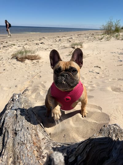 A tan French Bulldog puppy with a pink harness stands on a sandy beach next to a large piece of driftwood. The dog is facing the camera and has sand on its snout. The background shows a flat beach leading to the ocean under a clear blue sky. In the distance, a person is walking along the shoreline. This photo appears to be taken in Ragaciems, Latvia, based on the identified beach scene.