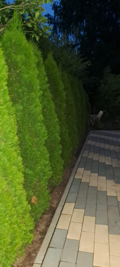 The image depicts a row of green, cone-shaped evergreen trees lining a paved walkway. The walkway is constructed of interlocking rectangular pavers in alternating shades of gray and beige. The trees are densely planted and appear to be well-maintained, forming a hedge. In the background, behind the trees, there is a dark area with foliage, suggesting more trees or dense vegetation. The sky above is a deep blue, indicating either dawn or dusk. To the far right of the image, partially obscured by the trees, a small, weathered wooden chair with a white object on it is visible. The overall setting suggests an outdoor, possibly residential or park-like, environment. The location is identified as Металлург Снт, Russia.