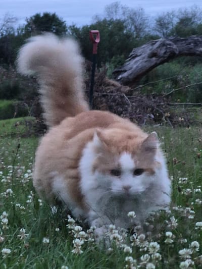 The image captures a fluffy, ginger and white cat with a bushy tail, positioned in a field of white clover flowers. The cat is the central subject, appearing to be either looking forward or down towards the flowers. In the background, a red-handled shovel is partially visible, stuck in the ground, and to the right, a large, weathered log lies horizontally. Beyond the log and shovel, a dense line of trees forms the backdrop under a muted, overcast sky. The environment suggests an outdoor, possibly rural setting, with no indication of the city of Sooblase, Estonia. The scene is static and depicts the cat in a naturalistic outdoor environment.